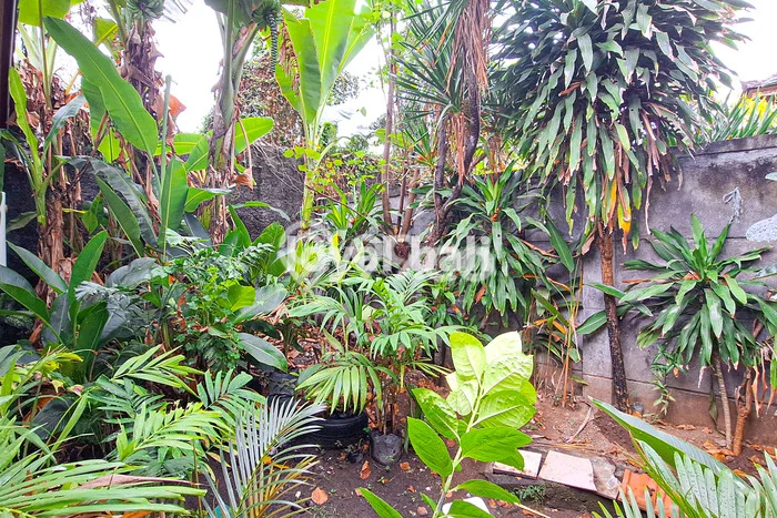 Kamar Kost untuk Disewa di Lovina Nyaman dan Strategis Kamar Kost untuk Disewa di Lovina Nyaman dan Strategis