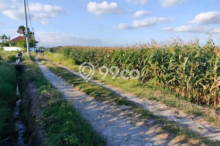 Tanah Dijual Area Strategis di Beraban Tabanan 200m2 Tanah Dijual Area Strategis di Beraban Tabanan 200m2