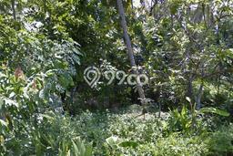 Lahan Kosong Dijual di Tabanan, Tabanan, Luas 1250m2 Area Strategis Lahan Kosong Dijual di Tabanan, Tabanan, Luas 1250m2 Area Strategis