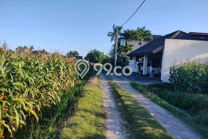 Tanah Dijual Area Strategis di Beraban Tabanan 200m2 Tanah Dijual Area Strategis di Beraban Tabanan 200m2