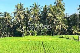 Lahan Kosong Dijual di Gianyar dengan Area 1200m2 Lahan Kosong Dijual di Gianyar dengan Area 1200m2
