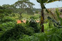Tanah Dijual Lokasi Ubud Gianyar SHM Tanah Dijual Lokasi Ubud Gianyar SHM