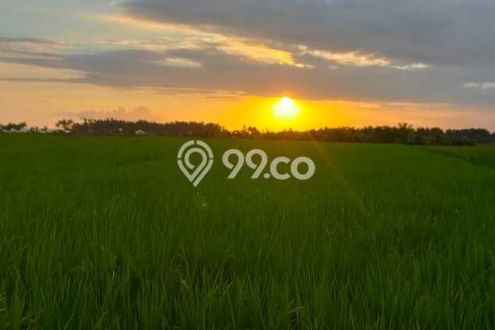Tanah Dijual Area Strategis di Beraban Tabanan 200m2 Tanah Dijual Area Strategis di Beraban Tabanan 200m2