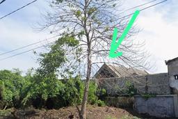 Jual Rumah Favorit Siap Huni LB 300m2 di Lemahwungkuk, Cirebon Jual Rumah Favorit Siap Huni LB 300m2 di Lemahwungkuk, Cirebon