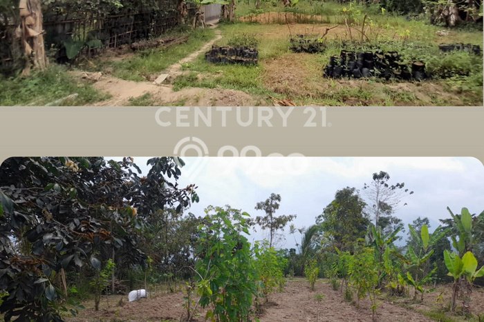 Lahan Strategis di Baturiti Dijual dengan Luas 2780m2 Lahan Strategis di Baturiti Dijual dengan Luas 2780m2