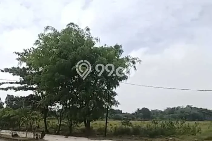 Jarang Ada! Tanah di Jawilan Punya Luas 10000m2 SHM Jarang Ada! Tanah di Jawilan Punya Luas 10000m2 SHM