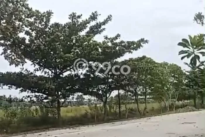 Jarang Ada! Tanah di Jawilan Punya Luas 10000m2 SHM Jarang Ada! Tanah di Jawilan Punya Luas 10000m2 SHM