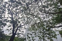 Dijual Tanah 207m2 di Green Mansion, Jakarta Barat Dijual Tanah 207m2 di Green Mansion, Jakarta Barat