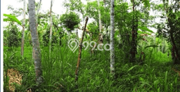 Tanah Kosong Dijual di Gianyar dengan Area 1m2 Tanah Kosong Dijual di Gianyar dengan Area 1m2