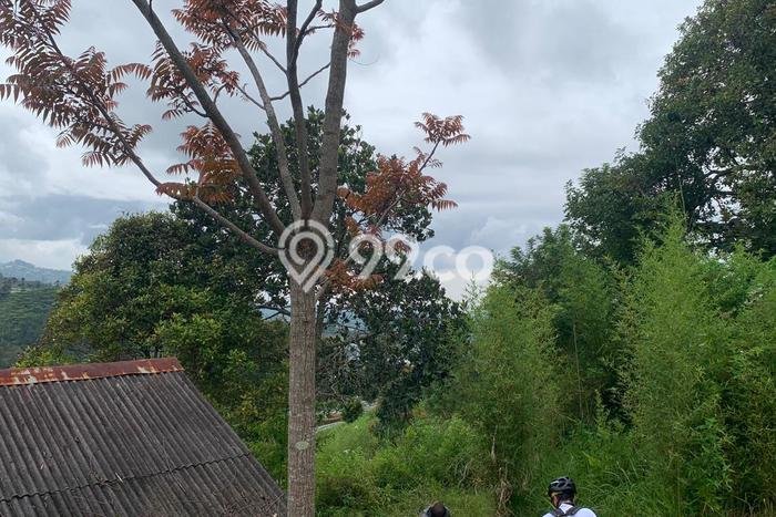 Tanah Strategis Dijual di Lembang Bandung Barat 5393m2 Tanah Strategis Dijual di Lembang Bandung Barat 5393m2