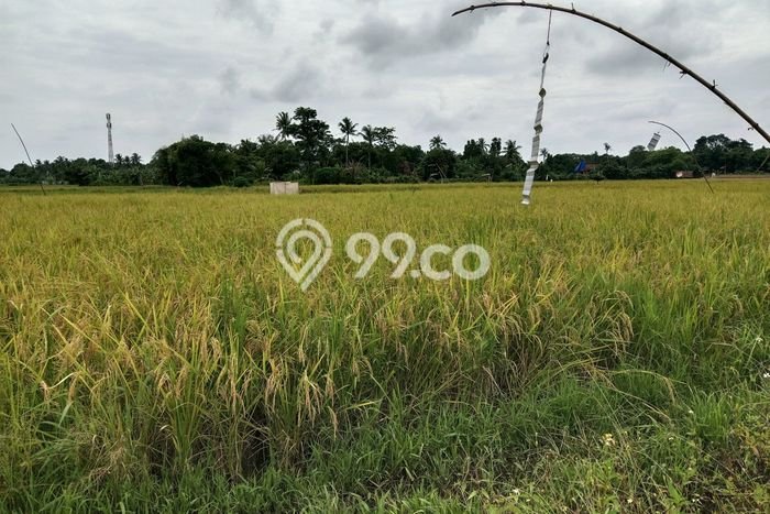 Tanah Kavling untuk Dijual di Tigaraksa Tangerang 2300m2 Tanah Kavling untuk Dijual di Tigaraksa Tangerang 2300m2