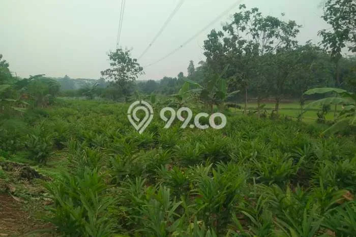Tanah Dijual Lokasi Rangkasbitung, Lebak Luas 90000m2 Legalitas Aman Tanah Dijual Lokasi Rangkasbitung, Lebak Luas 90000m2 Legalitas Aman