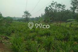Tanah Dijual Lokasi Rangkasbitung, Lebak Luas 90000m2 Legalitas Aman Tanah Dijual Lokasi Rangkasbitung, Lebak Luas 90000m2 Legalitas Aman