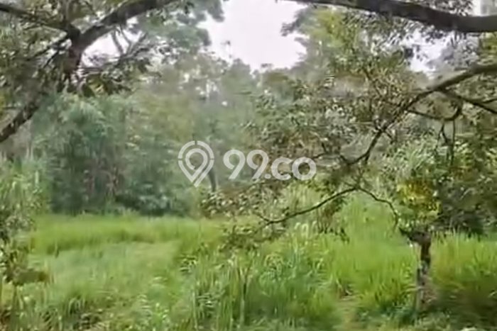 Kavling Tanah Dijual di Wonosalam, Jombang, Luas 80000m2 Area Strategis Kavling Tanah Dijual di Wonosalam, Jombang, Luas 80000m2 Area Strategis