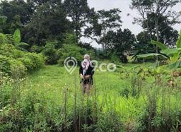 Tanah Strategis Dijual di Cibungbulang Bogor 104m2 Tanah Strategis Dijual di Cibungbulang Bogor 104m2