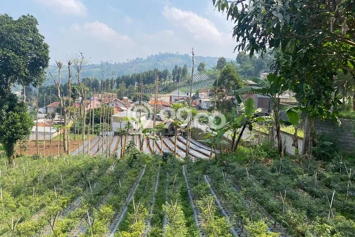 Tanah Kavling Disewakan di Ciumbuleuit dengan Luas 1500m2 Tanah Kavling Disewakan di Ciumbuleuit dengan Luas 1500m2