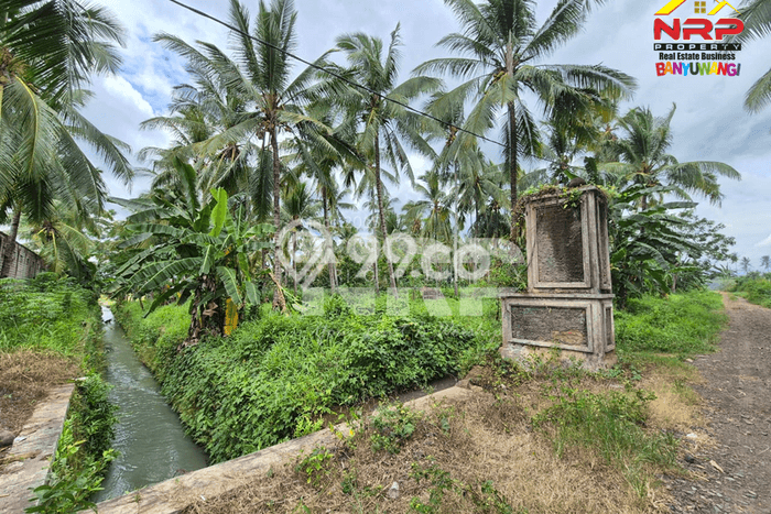 Jarang Ada! Tanah di Kabat Punya Luas 7570m2 SHM Jarang Ada! Tanah di Kabat Punya Luas 7570m2 SHM