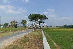 Lahan untuk Dijual di Delanggu Klaten Luas 1375m2 Lahan untuk Dijual di Delanggu Klaten Luas 1375m2