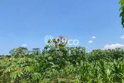 Dijual Tanah di Patean Kendal Luas 34530m2 SHM Dijual Tanah di Patean Kendal Luas 34530m2 SHM