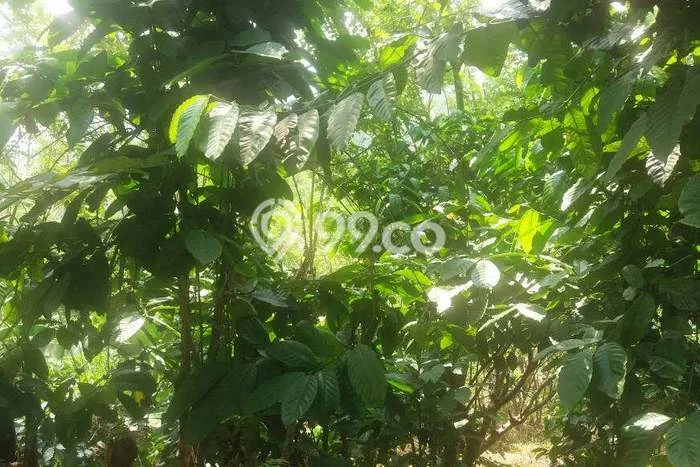 Tanah untuk Dijual di Cianjur Cianjur Luas 18769m2 Tanah untuk Dijual di Cianjur Cianjur Luas 18769m2