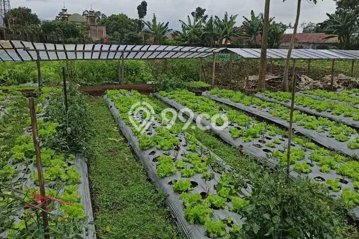 Tanah Dijual Lokasi Lembang Bandung Barat SHM Tanah Dijual Lokasi Lembang Bandung Barat SHM