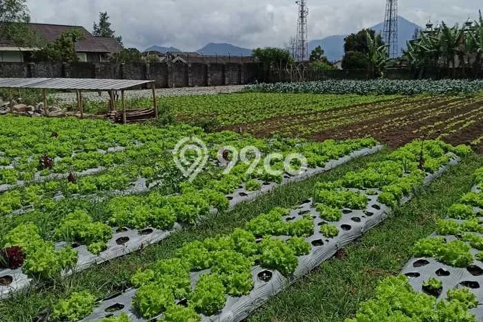 Tanah Dijual Lokasi Lembang Bandung Barat SHM Tanah Dijual Lokasi Lembang Bandung Barat SHM