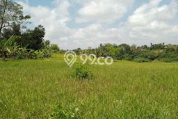 Jarang Ada! Tanah Kavling Disewakan di Gianyar 24760m2 Jarang Ada! Tanah Kavling Disewakan di Gianyar 24760m2