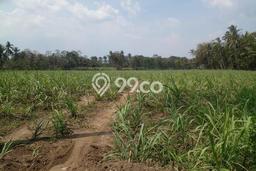Lahan Strategis di Bululawang Dijual dengan Luas 29444m2 Lahan Strategis di Bululawang Dijual dengan Luas 29444m2
