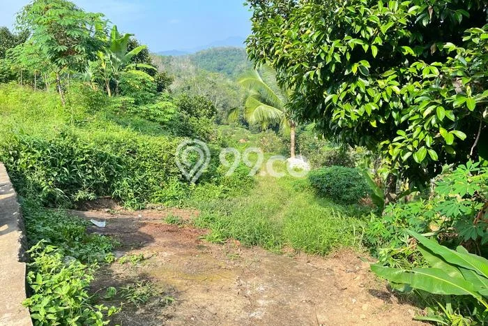 Tanah Dijual Lokasi Jasinga, Bogor Luas 16320m2 Legalitas Aman Tanah Dijual Lokasi Jasinga, Bogor Luas 16320m2 Legalitas Aman