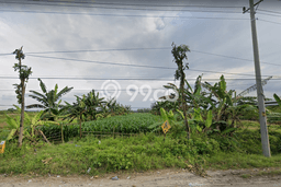 Tanah Dijual Lokasi Gubug, Grobogan Luas 2910m2 Legalitas Aman Tanah Dijual Lokasi Gubug, Grobogan Luas 2910m2 Legalitas Aman