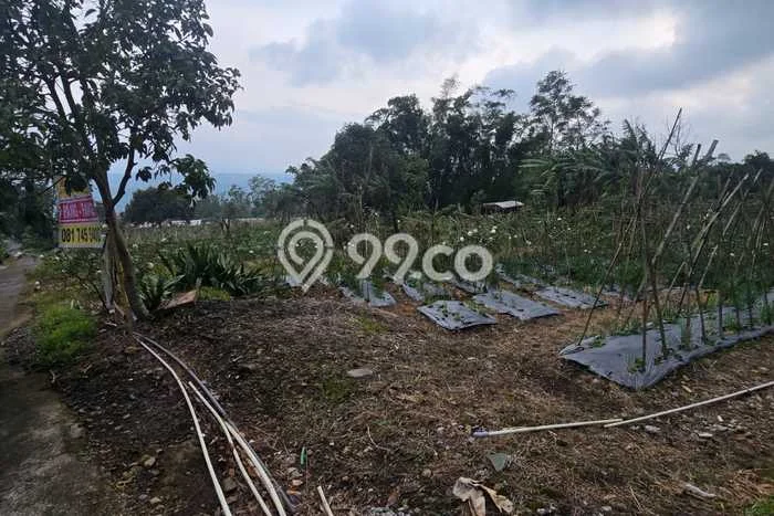 Tanah Komersial Dijual di Bandungan Semarang 545m2 Tanah Komersial Dijual di Bandungan Semarang 545m2