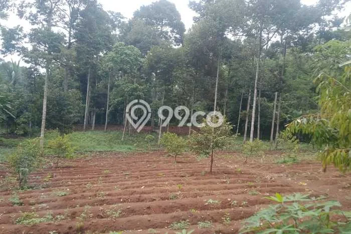 Kavling Tanah Dijual di Cianjur Cianjur Spesifikasi 3945m2 Kavling Tanah Dijual di Cianjur Cianjur Spesifikasi 3945m2