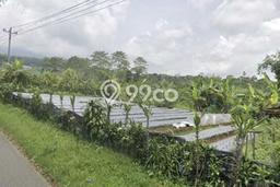 Kavling Tanah di Sumbang Dijual Luas 120000m2 Legalitas SHM Kavling Tanah di Sumbang Dijual Luas 120000m2 Legalitas SHM