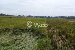Untuk Dijual Tanah di Purwokerto Purwokerto Luas 4160m2 SHM Untuk Dijual Tanah di Purwokerto Purwokerto Luas 4160m2 SHM