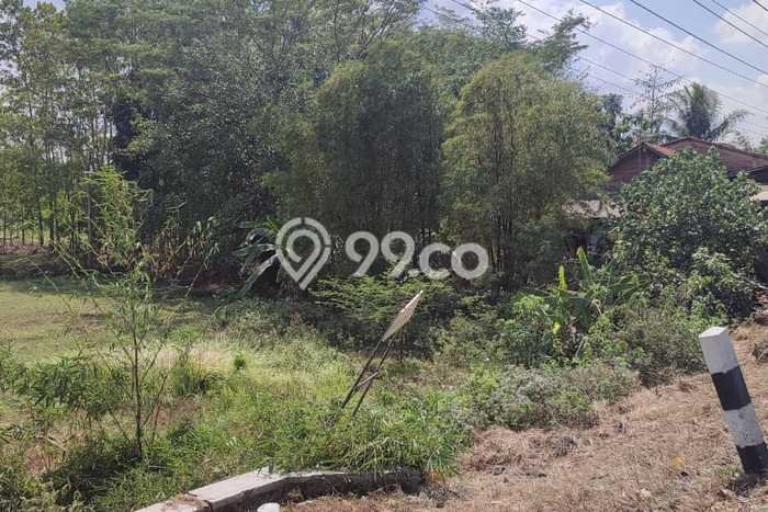 Lahan Dijual Lokasi Rawalo, Banyumas dengan Luas Tanah 1430m2 dan Status SHM Lahan Dijual Lokasi Rawalo, Banyumas dengan Luas Tanah 1430m2 dan Status SHM