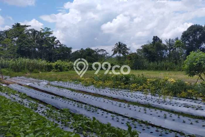 Tanah Kavling di Sumbang Banyumas Disewakan dengan Luas 5000m2 Tanah Kavling di Sumbang Banyumas Disewakan dengan Luas 5000m2
