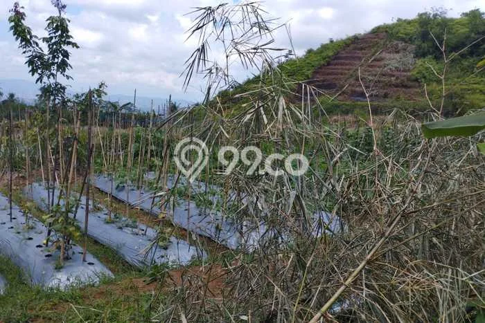 Tanah Kavling di Sumbang Banyumas Disewakan dengan Luas 5000m2 Tanah Kavling di Sumbang Banyumas Disewakan dengan Luas 5000m2