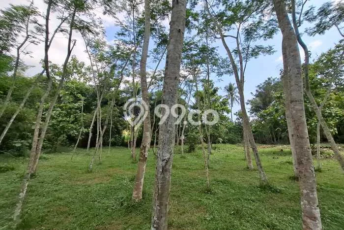 Lahan Dijual Lokasi Kalibagor, Banyumas dengan Luas Tanah 2350m2 dan Status SHM Lahan Dijual Lokasi Kalibagor, Banyumas dengan Luas Tanah 2350m2 dan Status SHM