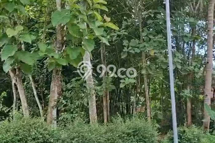 Lahan Dijual Lokasi Kalibagor, Banyumas dengan Luas Tanah 2350m2 dan Status SHM Lahan Dijual Lokasi Kalibagor, Banyumas dengan Luas Tanah 2350m2 dan Status SHM