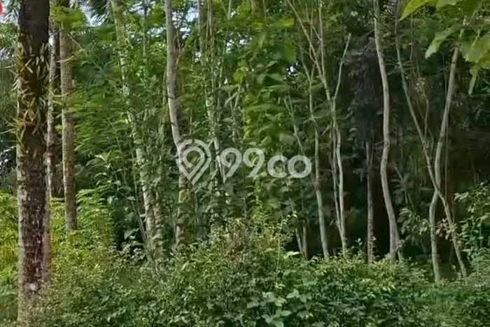 Lahan Dijual Lokasi Kalibagor, Banyumas dengan Luas Tanah 2350m2 dan Status SHM Lahan Dijual Lokasi Kalibagor, Banyumas dengan Luas Tanah 2350m2 dan Status SHM