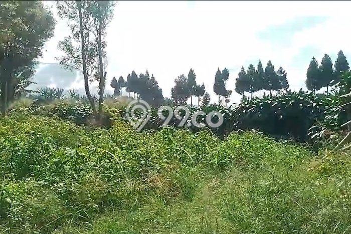 Tanah Kavling di Sukaraja Dijual dengan Luas 530000m2 Tanah Kavling di Sukaraja Dijual dengan Luas 530000m2