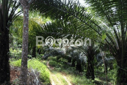 Dijual Tanah di Balikpapan Barat Balikpapan Luas 75000m2 SHM Dijual Tanah di Balikpapan Barat Balikpapan Luas 75000m2 SHM