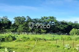 Tanah untuk Dijual Lokasi Talun, Cirebon Luas 2330m2 SHM Tanah untuk Dijual Lokasi Talun, Cirebon Luas 2330m2 SHM