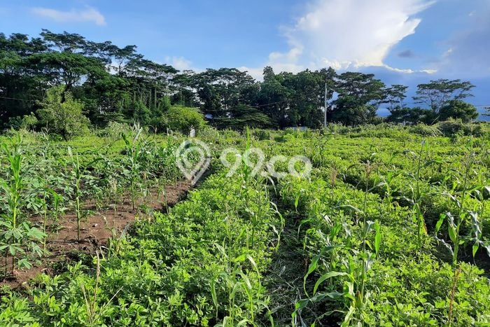 Lahan Kosong Dijual di Cirebon dengan Area 2330m2 Lahan Kosong Dijual di Cirebon dengan Area 2330m2