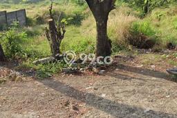Tanah Dijual Lokasi Talun Cirebon SHM Tanah Dijual Lokasi Talun Cirebon SHM