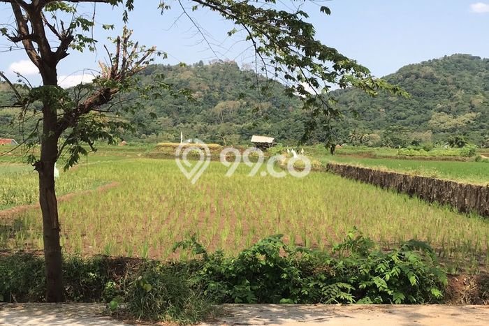 Untuk Dijual Tanah di Garawangi Kuningan Luas 3826m2 SHM Untuk Dijual Tanah di Garawangi Kuningan Luas 3826m2 SHM