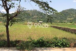 Untuk Dijual Tanah di Garawangi Kuningan Luas 3826m2 SHM Untuk Dijual Tanah di Garawangi Kuningan Luas 3826m2 SHM