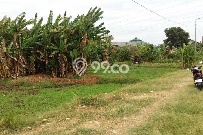 Tanah Investasi Dijual di Cirebon Punya Luas 983m2 Tanah Investasi Dijual di Cirebon Punya Luas 983m2