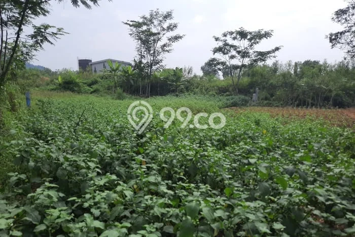 Kavling Tanah Dijual di Ciampea Bogor Spesifikasi 2200m2 Kavling Tanah Dijual di Ciampea Bogor Spesifikasi 2200m2