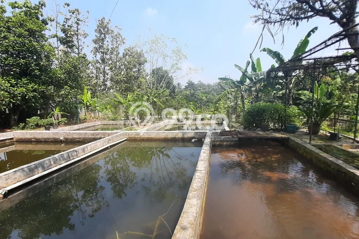 Tanah Dijual Lokasi Ciampea, Bogor dengan Luas Tanah 50000m2 dan Status SHM Tanah Dijual Lokasi Ciampea, Bogor dengan Luas Tanah 50000m2 dan Status SHM